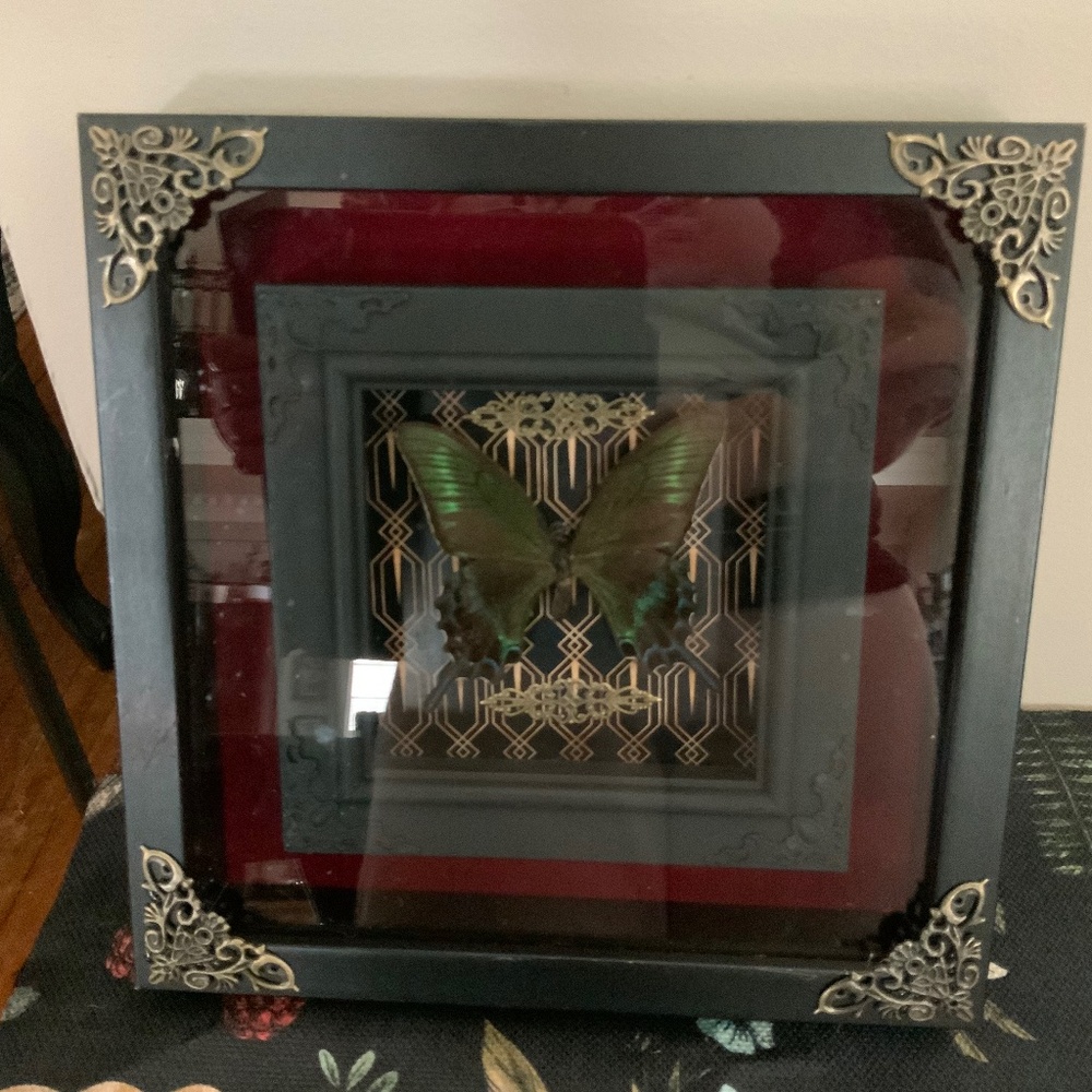 Double Framed butterfly